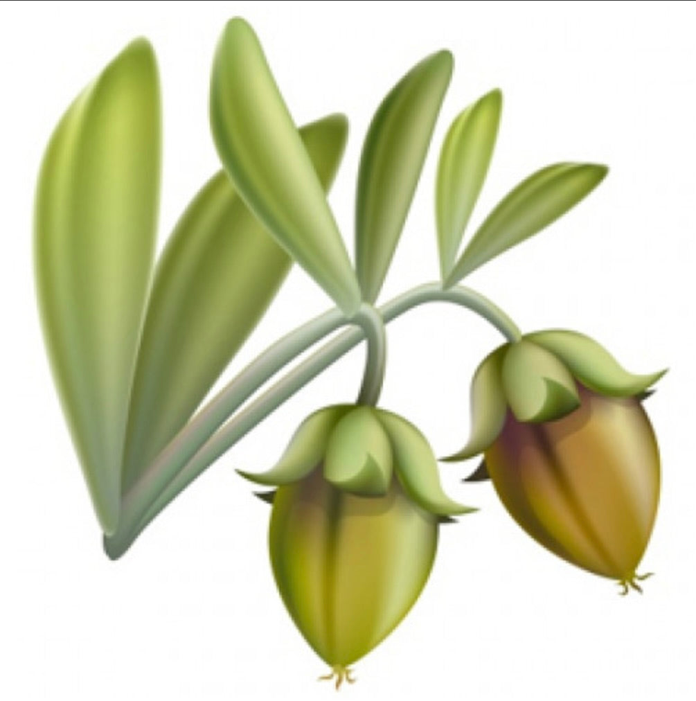 Organic Jojoba Vegetable Oil 100 ml